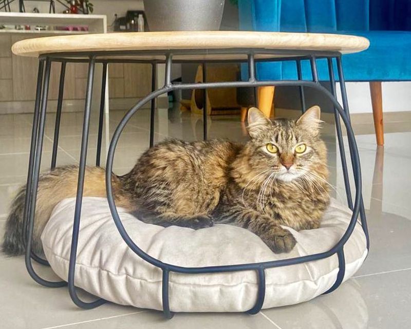 Round Coffee Table with snoozing space for cat 