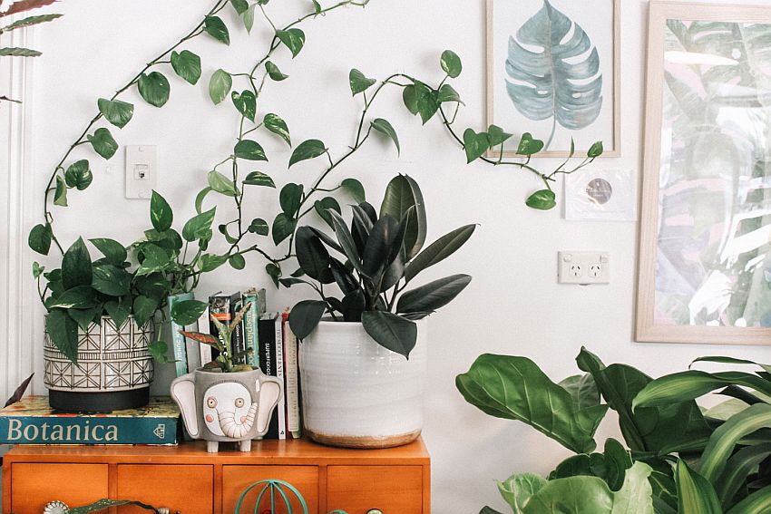 Best Air-purifying plants for your home