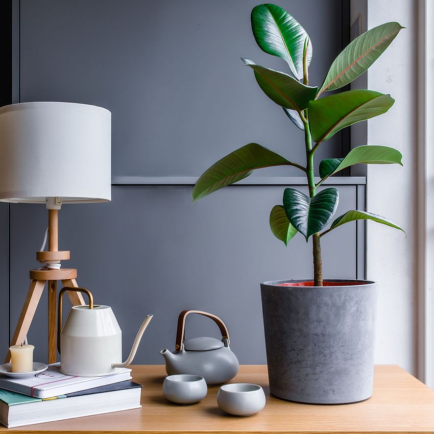 Rubber plant for home interior