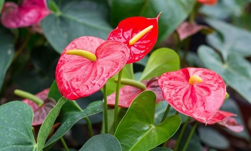 Flamingo Lily is both colorful and useful in purifying indoor air