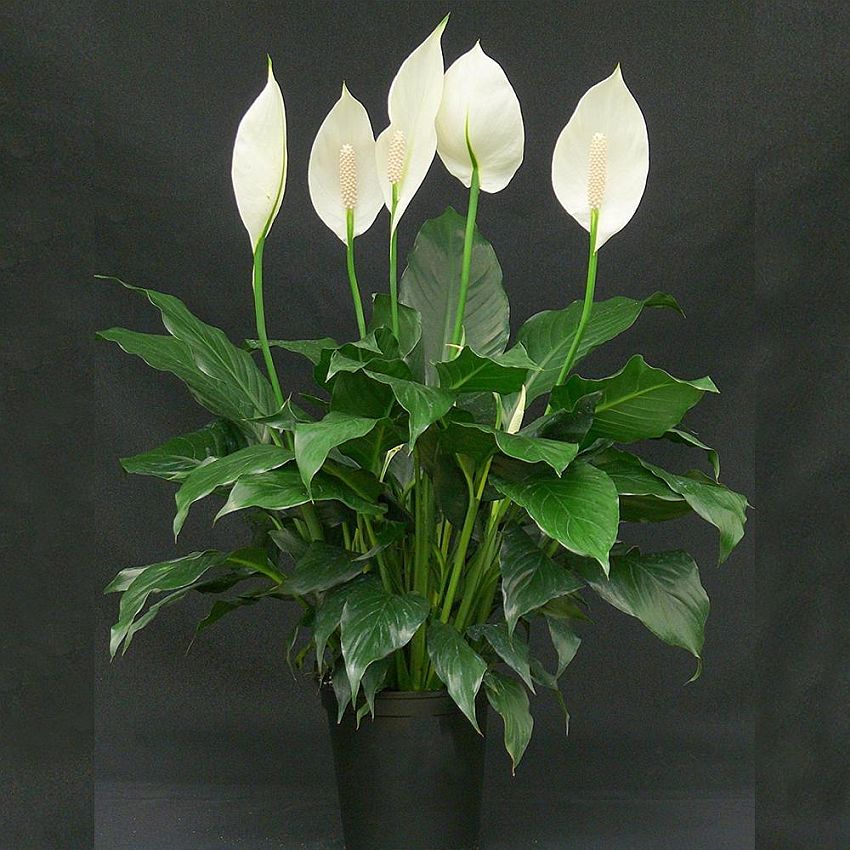 Gorgeous Peace Lily plant