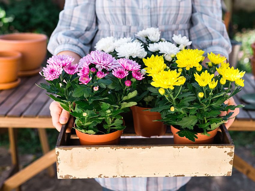 Pick a chrysanthemum - Air-Purifying Indoor Plants