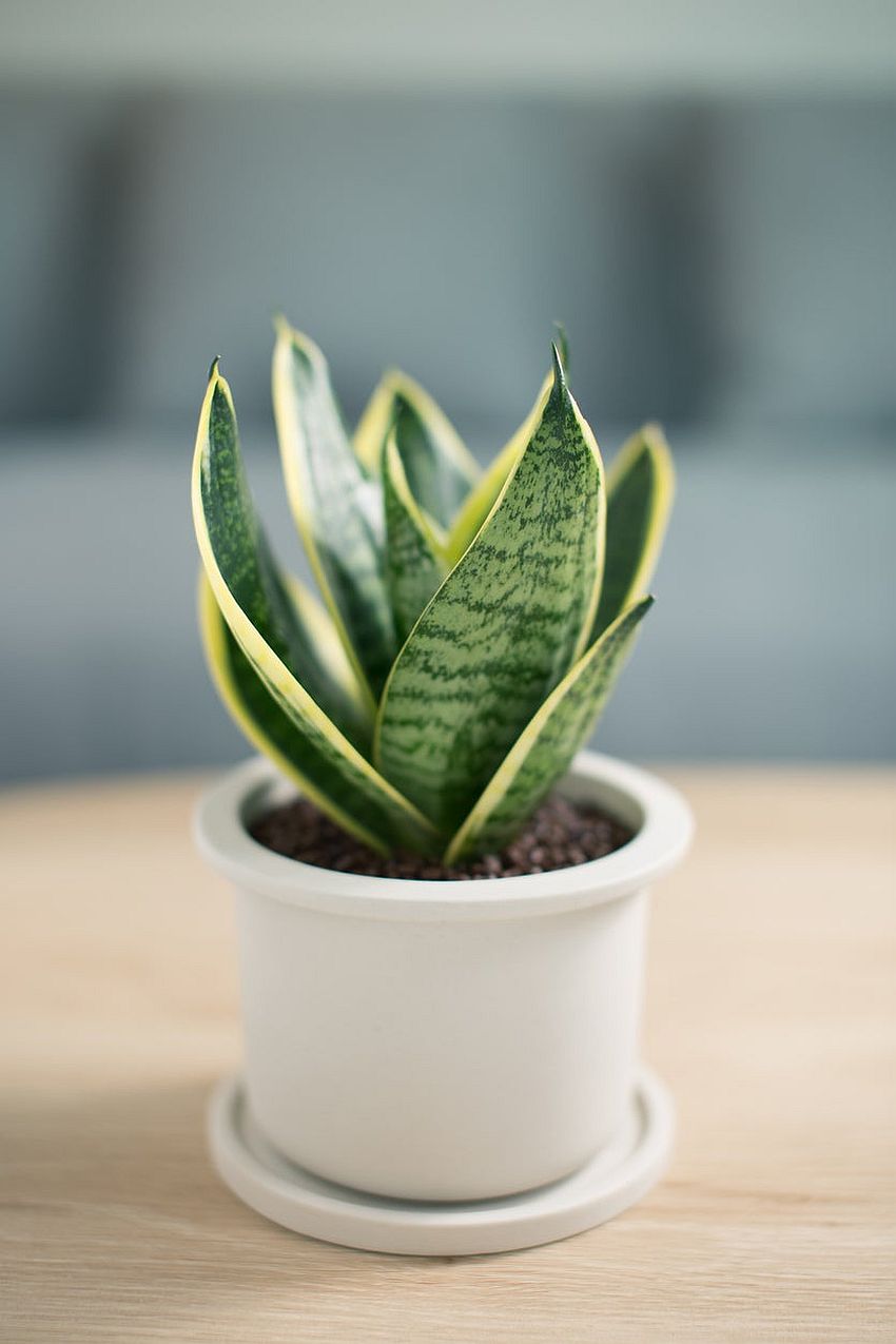 Snake Plant for clean air indoors