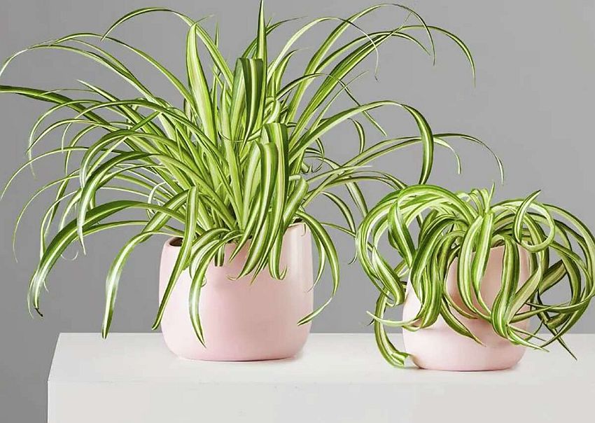 Spider plant is easy to maintain