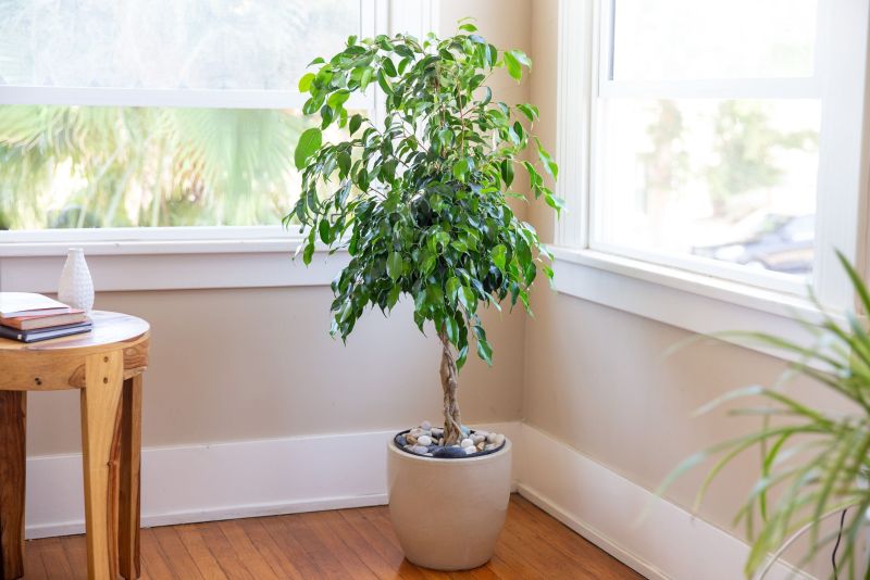 Weeping Fig - Air-Purifying Indoor Plants