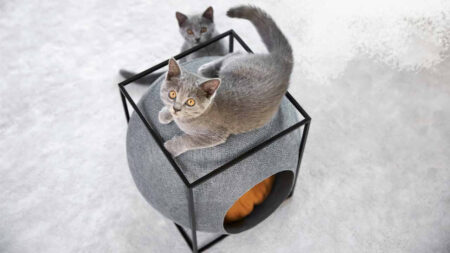 Best-pet-furniture-and-pet-care-2022