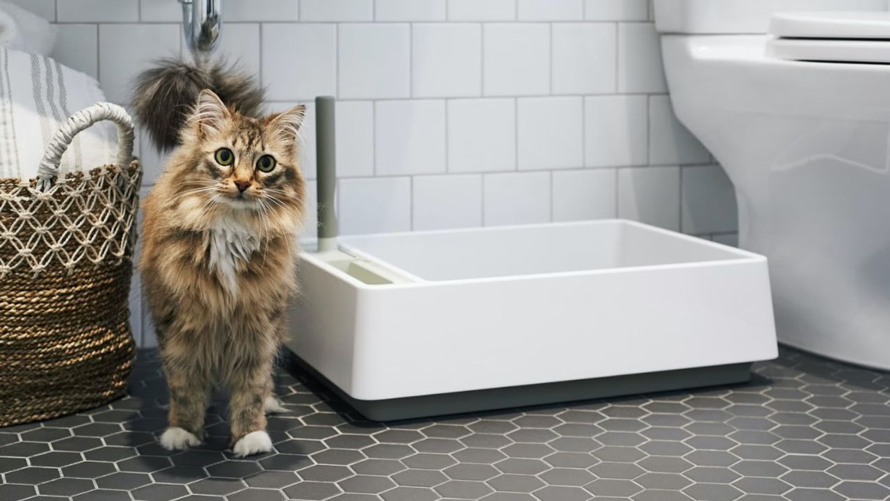 tuft + paw litter box