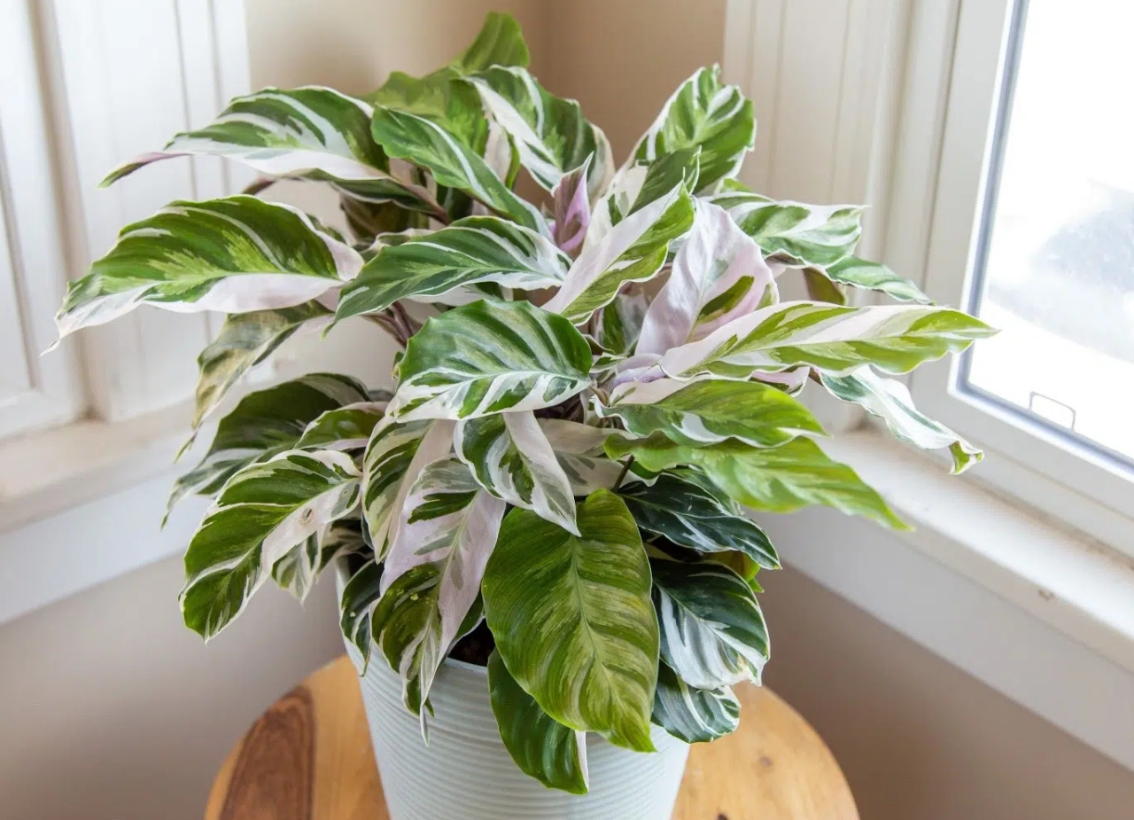 Calathea