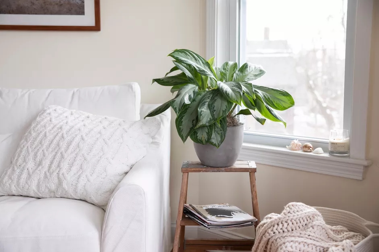 Chinese Evergreen