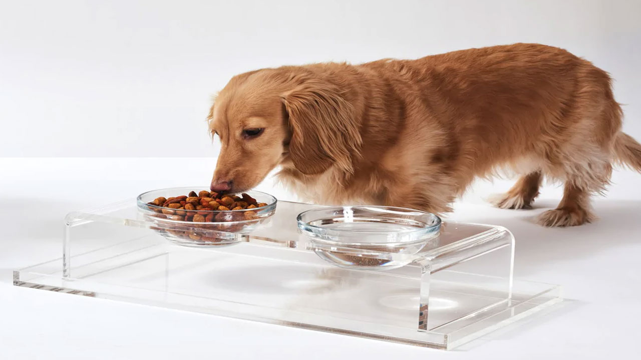 Acrylic dog outlet feeder