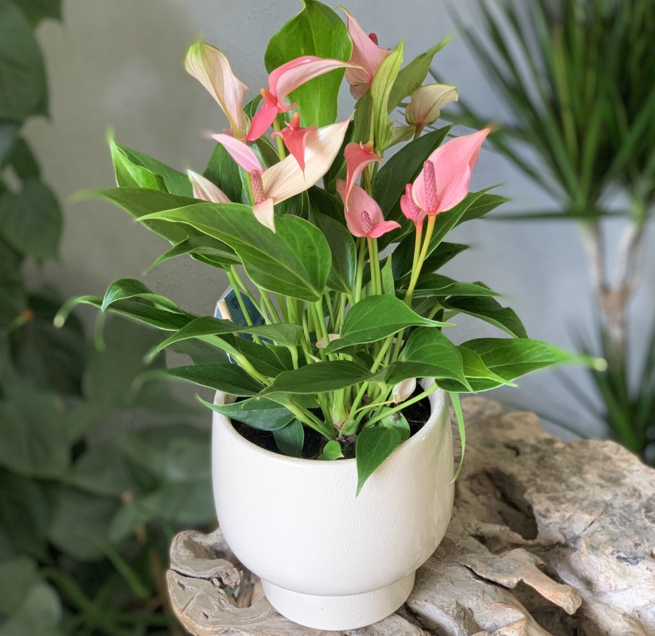 Colorful Houseplants -Pink Anthurium