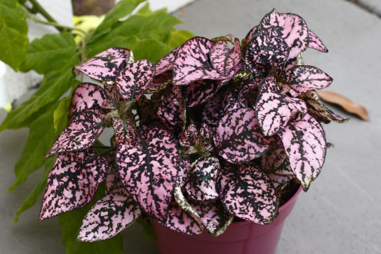 15 Colorful Houseplants to Brighten up Your Home Around the Year