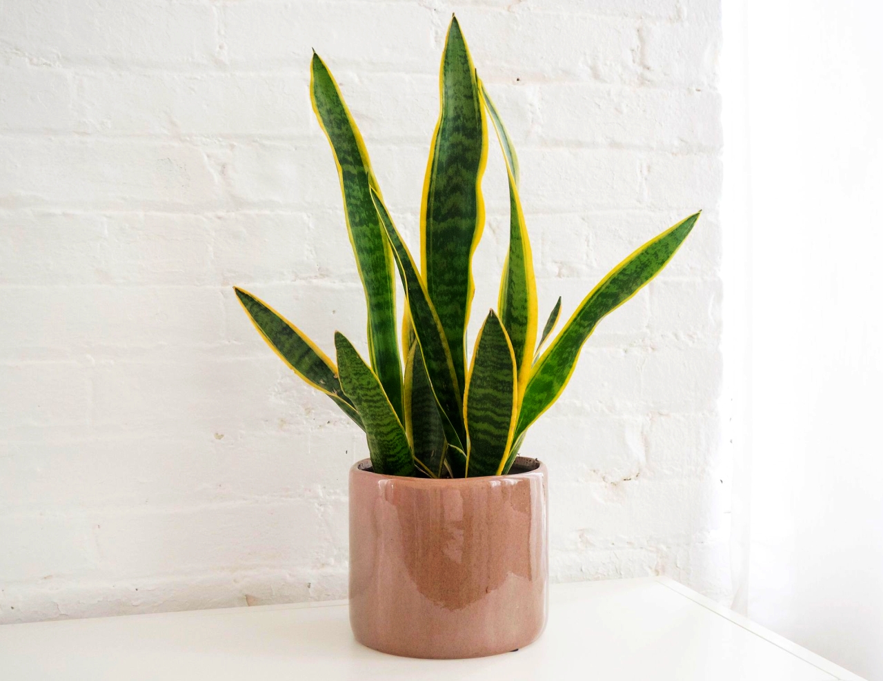 Snake Plant