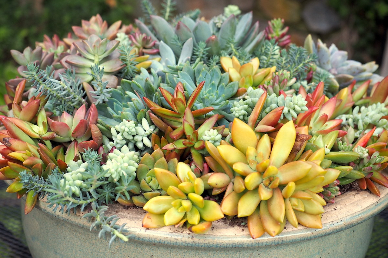 Colorful Houseplants - Succulents