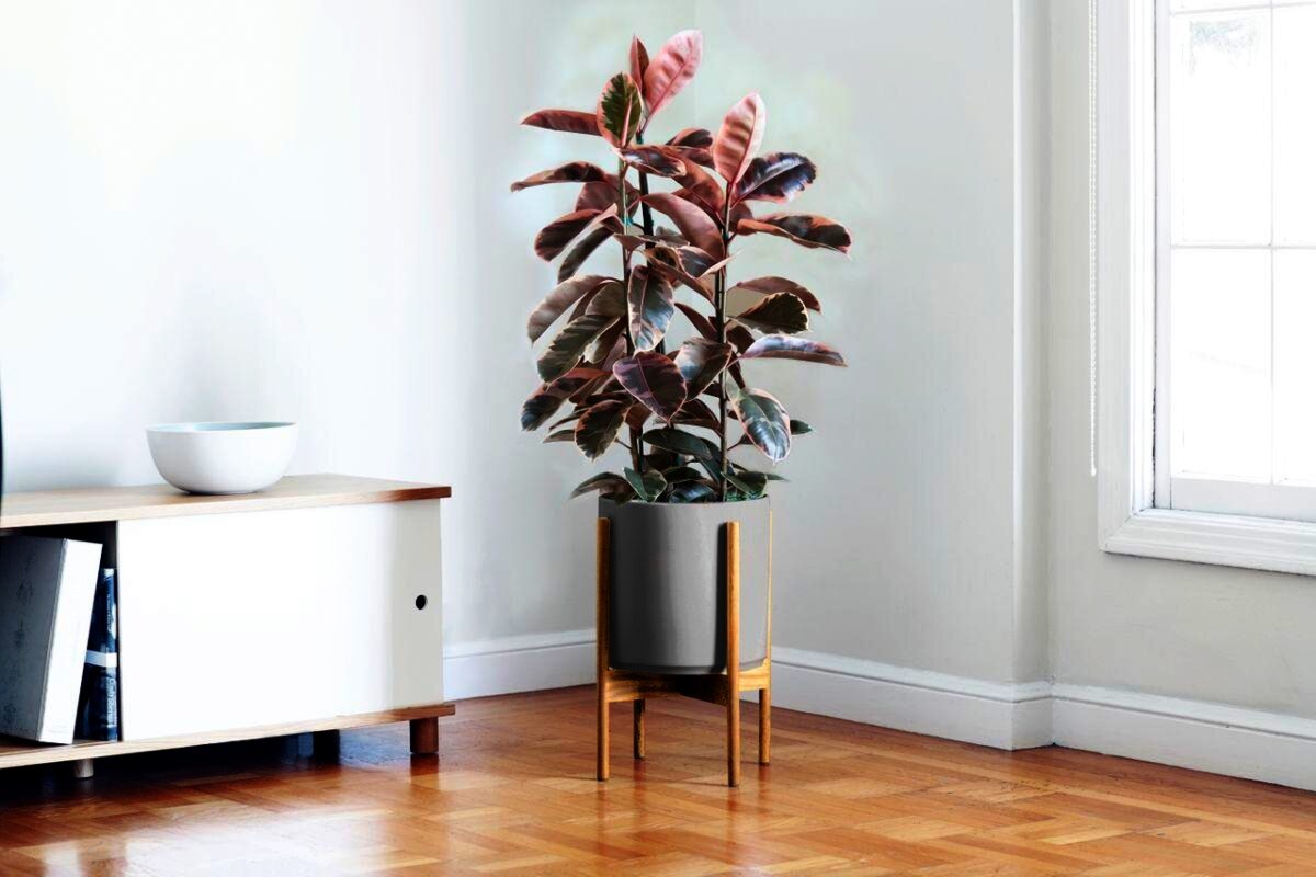 15 Colorful Houseplants to Brighten up Your Home Around the Year