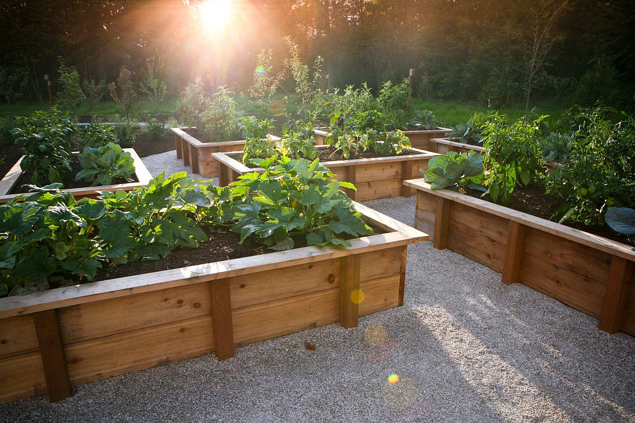 Growing your own vegetables and fruits in the garden