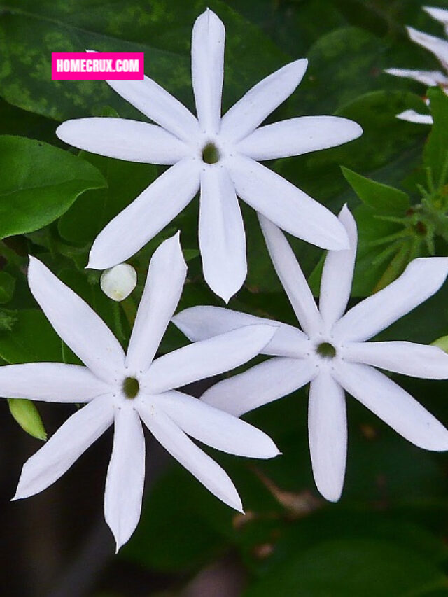 10 Plants That Smell Good at Night