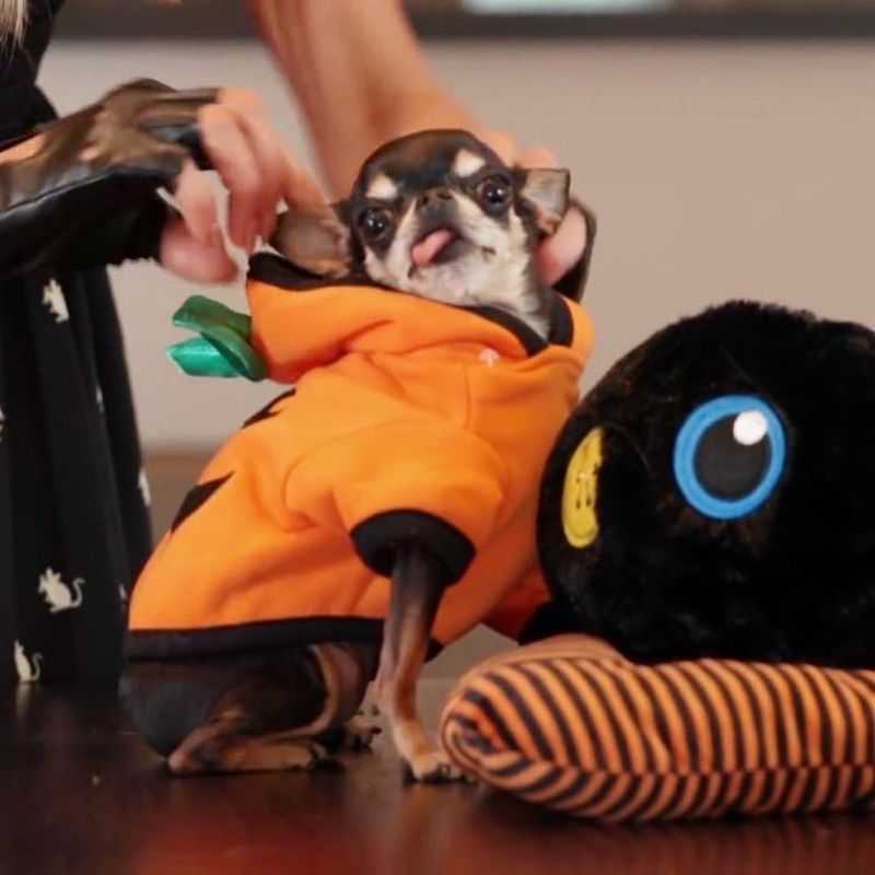 13 Best Celebrity Pet Halloween Costumes to Steal