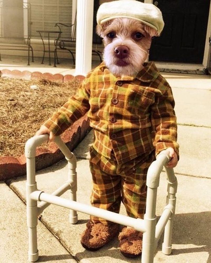  Dog Costume - Famous Detective Dogs Outfit Pet