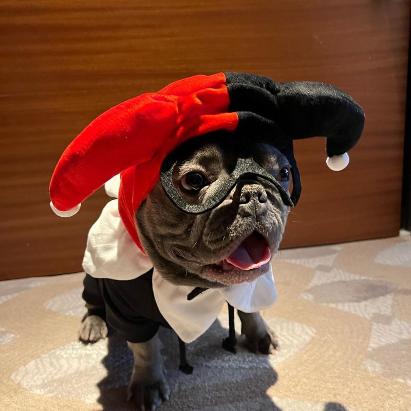 Best Celebrity Pet Halloween Costumes of All Time