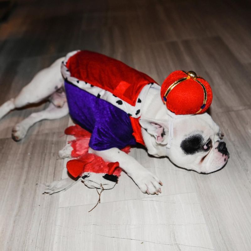 Trey Songz Pooch is What Every Pet Parent Should Dress Their Dog Like 