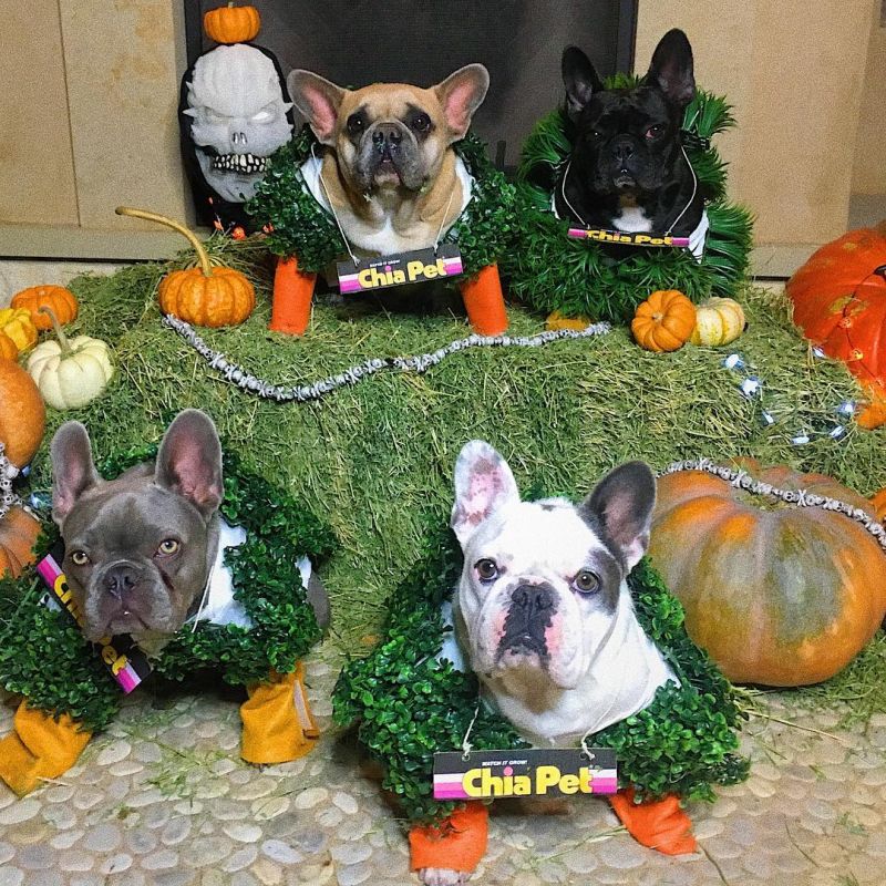 13 Best Celebrity Pet Halloween Costumes to Steal