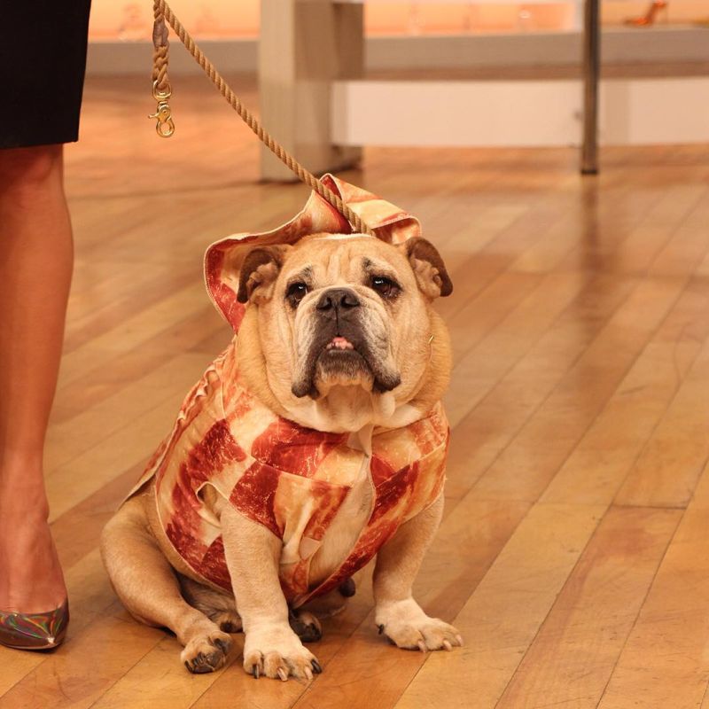 Chrissy Teigen Dresses Her Dog as a Bacon 