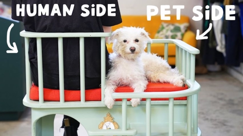 Pet Furniture That are Designed For Both Pets and Humans