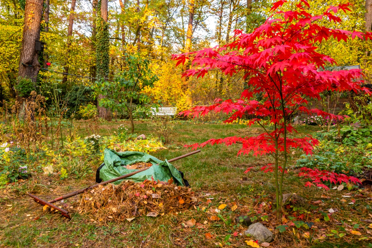 Fall Gardening Tips - Clean up Old and Unwanted Growth