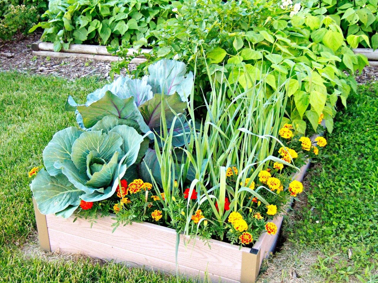 Fall Gardening Tips - Grow fall vegetables