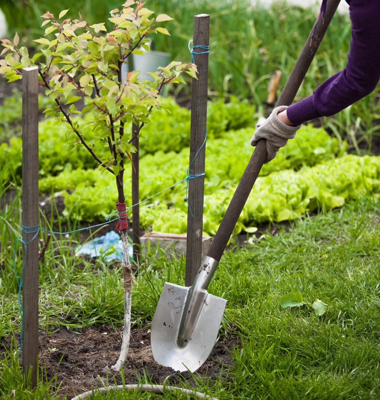 Fall Tree Plantation