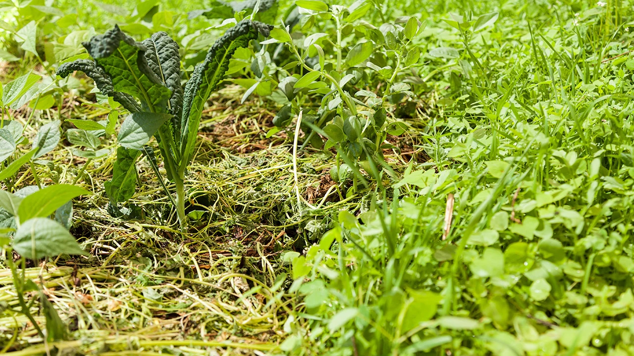 Grow Cover Crop for Fall Garden