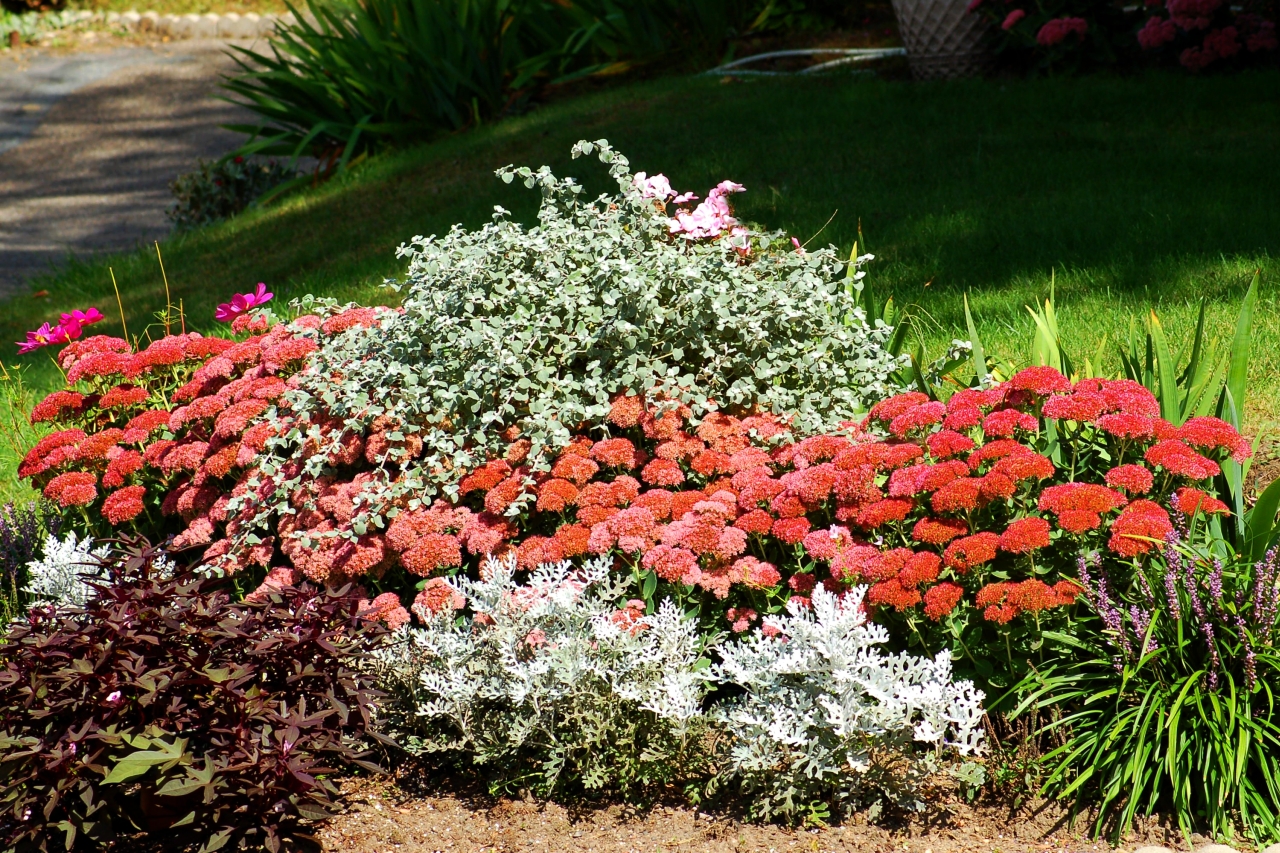 Plant Fall-Friendly Flowers