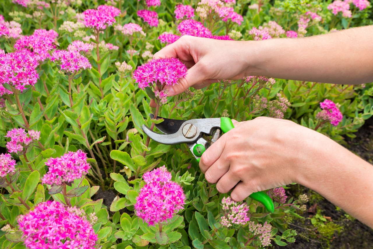 Trim Perennials to Maintain Fall Garden