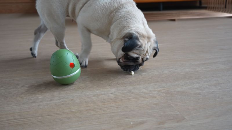 Smart pet toy Wicked Egg