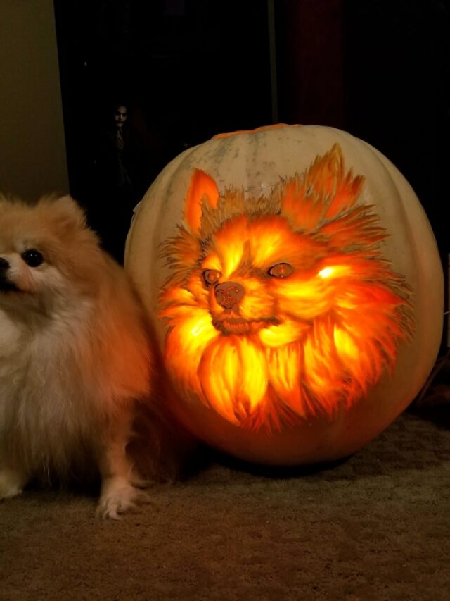 DogOLanterns A Cute Halloween Decorating Trend in 2022