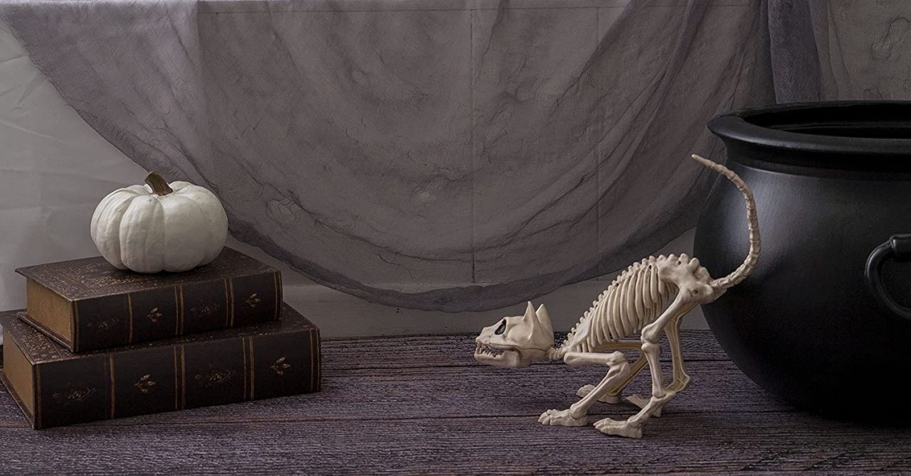 Cat Skeleton_Best Halloween Skeleton props to Buy 2022