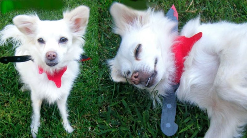 DIY Bloody Bandana for Dog 