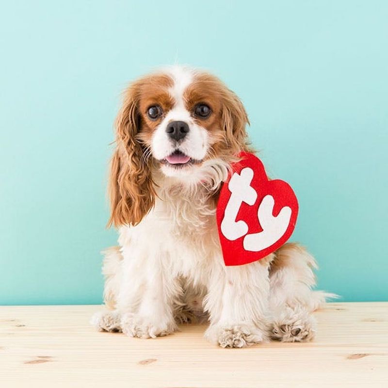 Beanie Baby Tag DIY Dog Costume To Try This Halloween