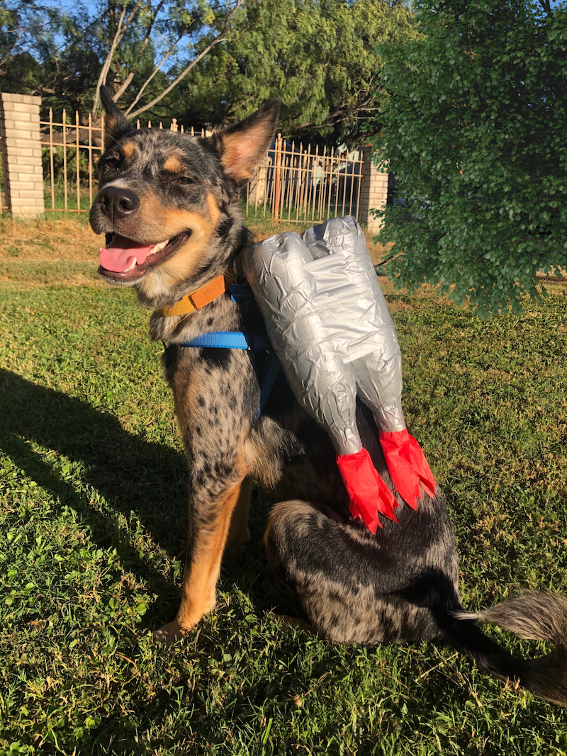 DIY Dog Halloween Costume Idea: Spaghetti and Meatballs - Wear Wag