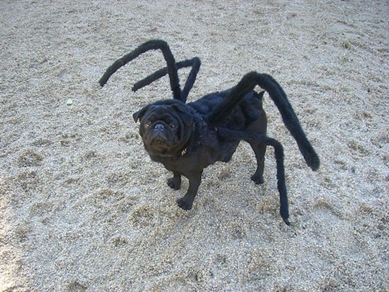 DIY spider Costumes for Dog 