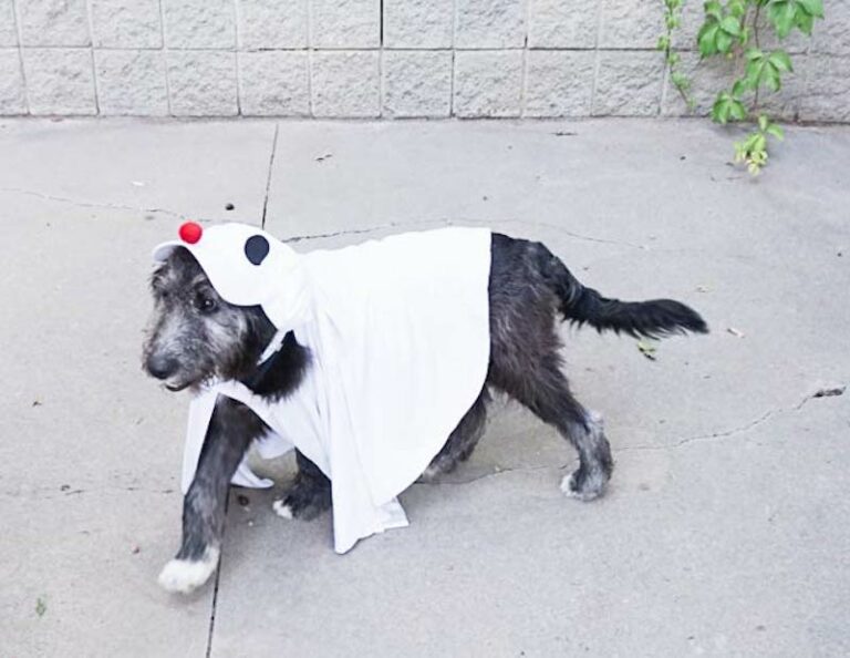 20 DIY Dog Halloween Costumes to Try in 2023