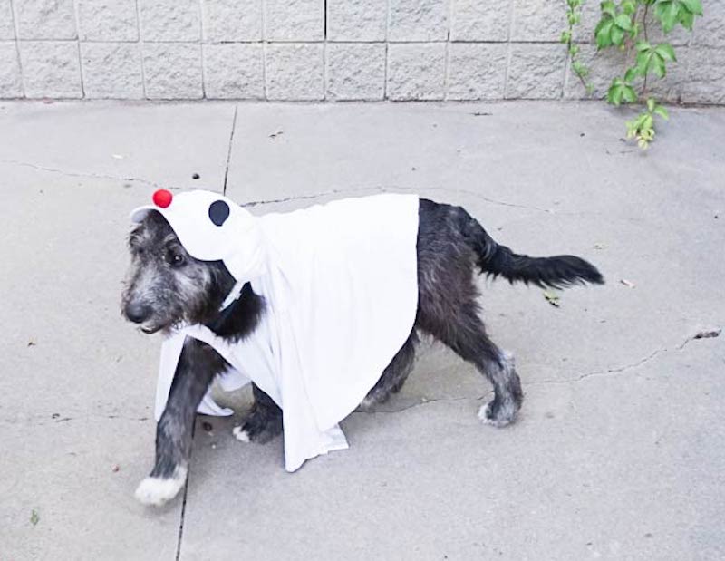 DIY Dog Halloween Costume Idea: Spaghetti and Meatballs - Wear Wag