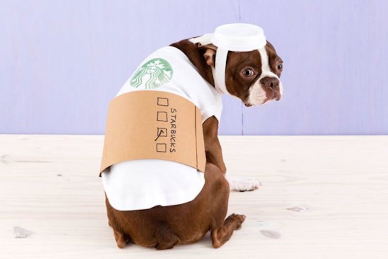 DIY Dog Costumes To Try This Halloween