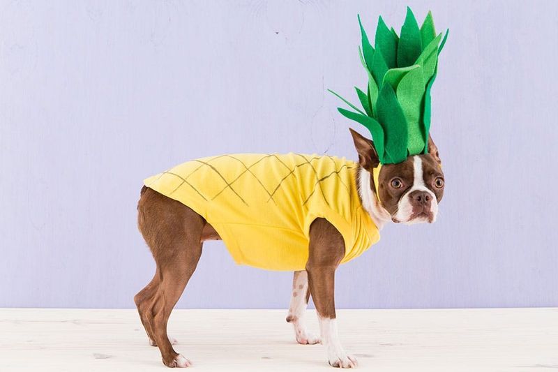 Dog Pineapple Costume 