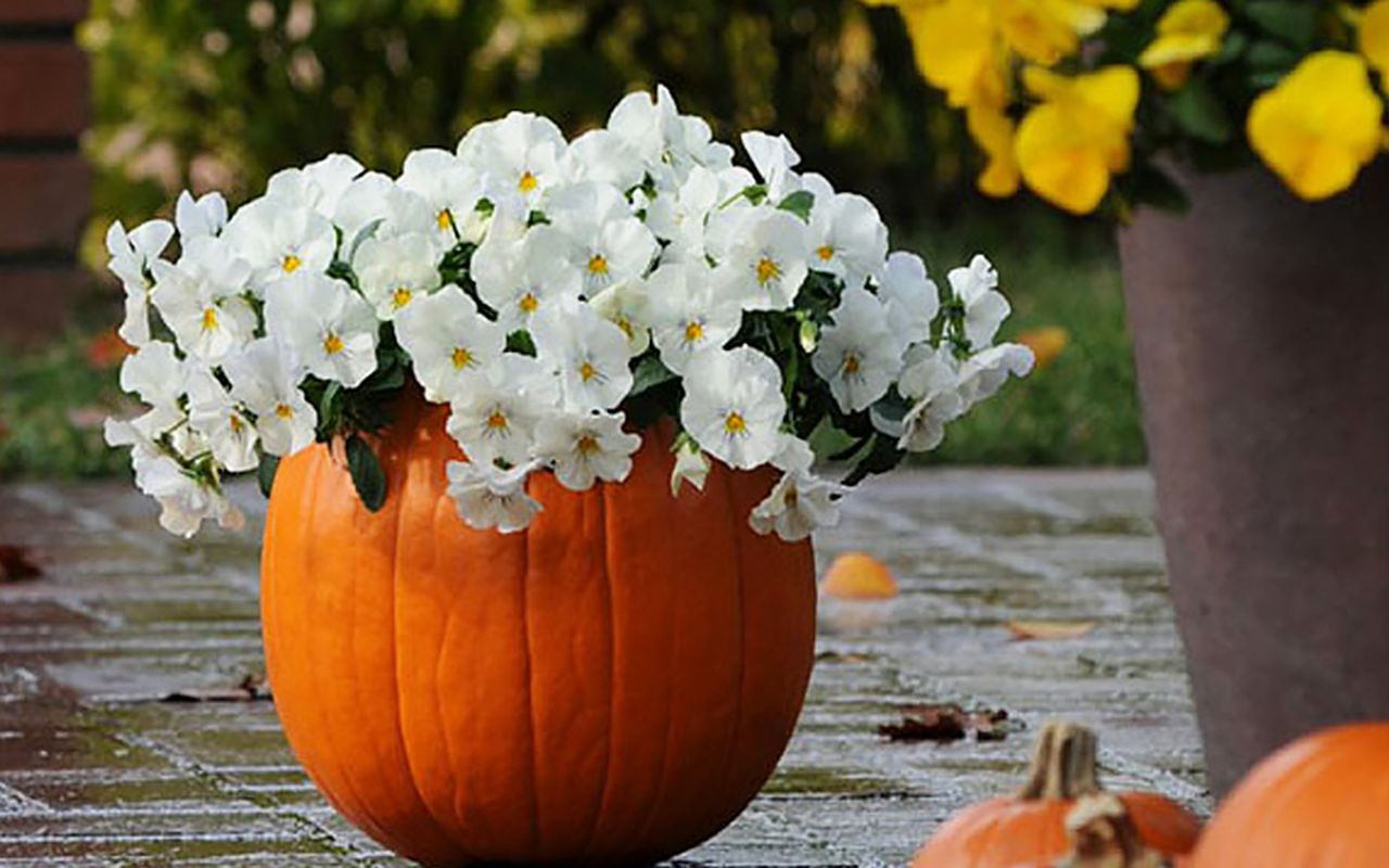 Pumpkin planter for porch