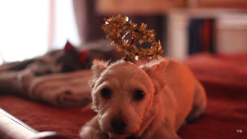 DIY Angel headband for dog costume 