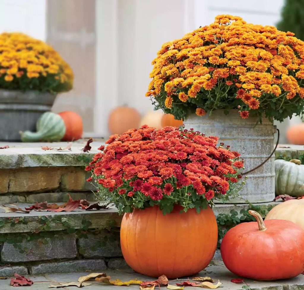 Chrysanthemums and Pumpkins for Fall Decor 