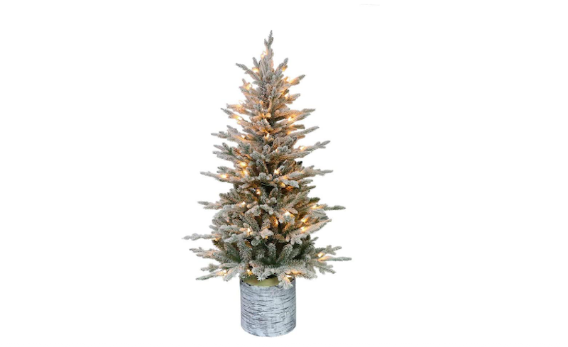 Potted Arctic Fir Christmas Tree