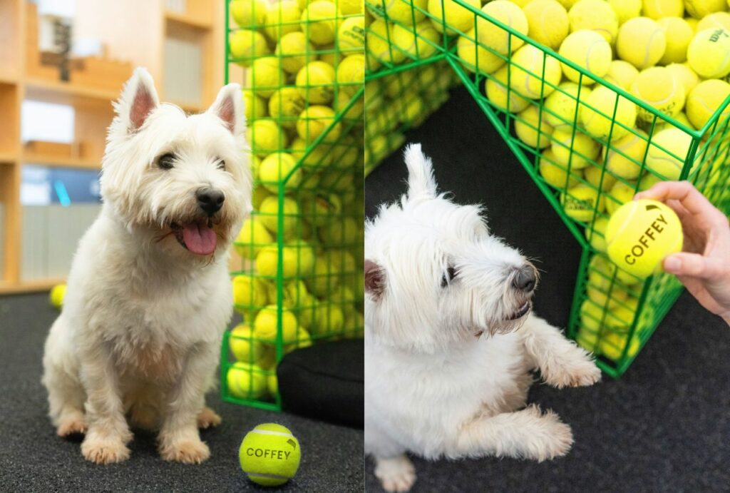 Fetch dog kennel designed by Coffey Architects